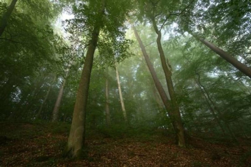Ośrodek Kultury Leśnej w Gołuchowie zaprasza do wspólnego świętowania Międzynarodowego Dnia Lasów