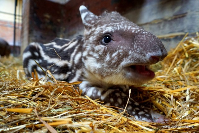 Tapir anta