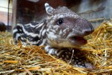 W zoo we Wrocławiu urodził się tapir anta. Jest prześliczny [ZDJĘCIA]