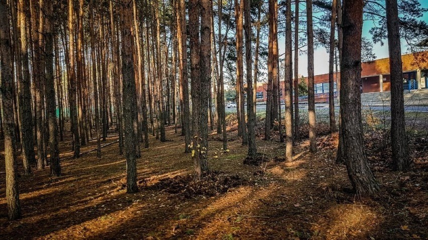 Zalesiona działka na osiedlu Rejtana w Lesznie