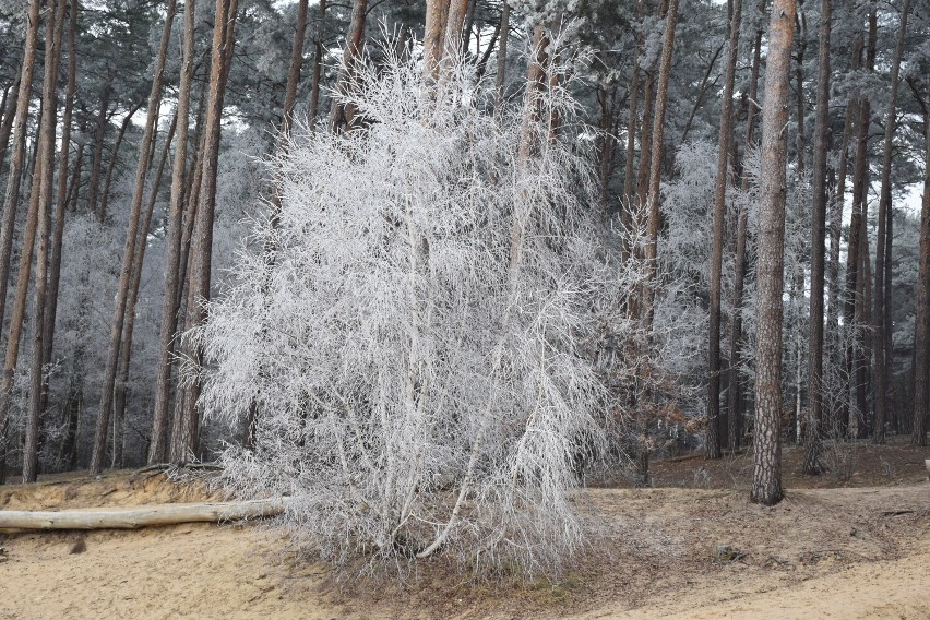 Mróz na gałęziach i zamarznięta woda - zimowy krajobraz nad Jeziorem Kuźnickim