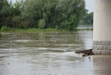 Stan alarmowy na Wiśle w Annopolu został przekroczony. Wody może jeszcze przybyć. Zobacz zdjęcia