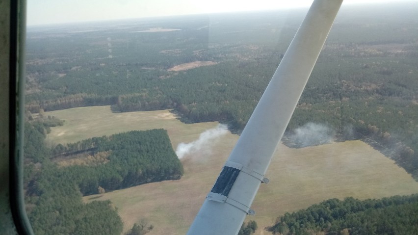 43 pożary lasów w regionie. Leśnicy apelują! 