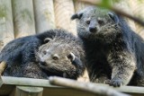 Kraków. Mangustoliski afrykańskie i binturongi orientalne zamieszkały w zoo