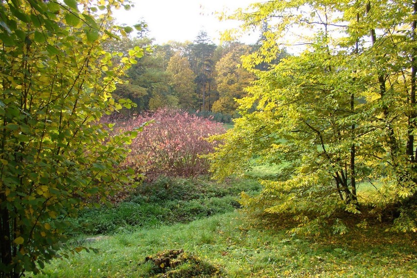 Gołuchów - park jesienią