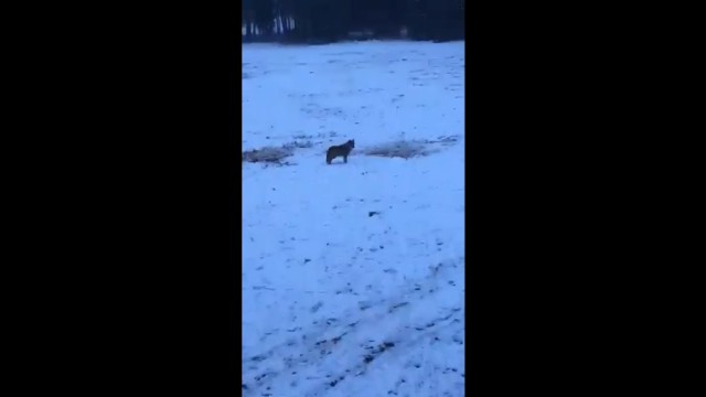 Kadry z filmiku nagranego między Miasteczkiem Śląskim i Woźnikami.