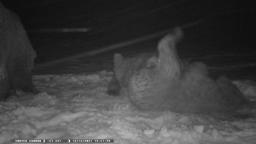 Nie wszystkie niedźwiedzie w Bieszczadach już śpią. Leśnicy ostrzegają: teraz mogą być groźne dla ludzi!
