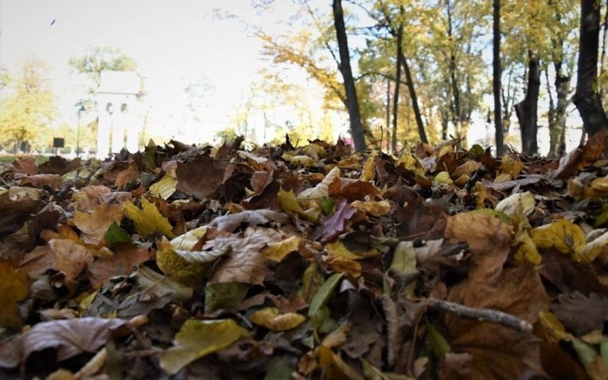 W Tarnowie przestaną sprzątać liście, by jeże miały schronienie?