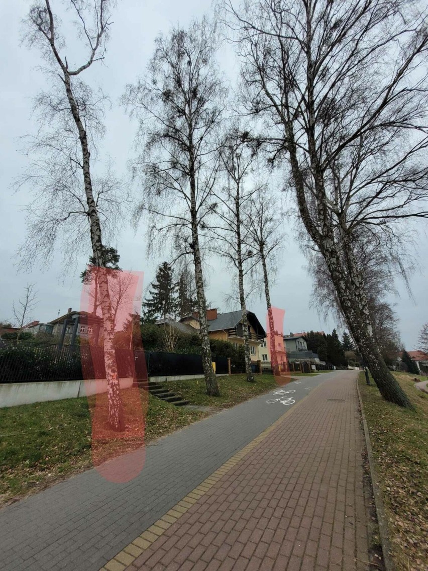 Przy promenadzie w Charzykowach ktoś celowo niszczy drzewa? Dwa muszą być wycięte