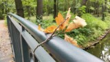 Park Zielona w Dąbrowie Górniczej w coraz bardziej jesiennych kolorach