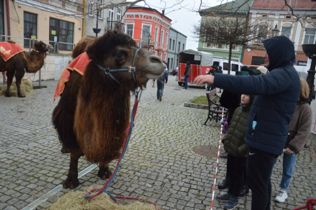 Jarmark Bożonarodzeniowy w Brzesku, 18.12.2021