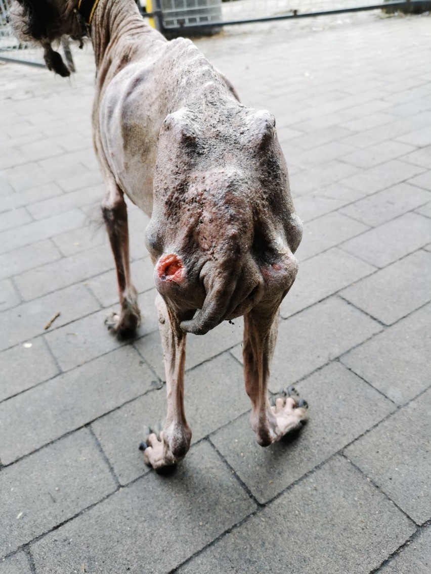 Tak ludzie traktują zwierzęta. Brak słów... Pies w tragicznym stanie został odebrane właścicielce (uwaga, drastyczne zdjęcia)