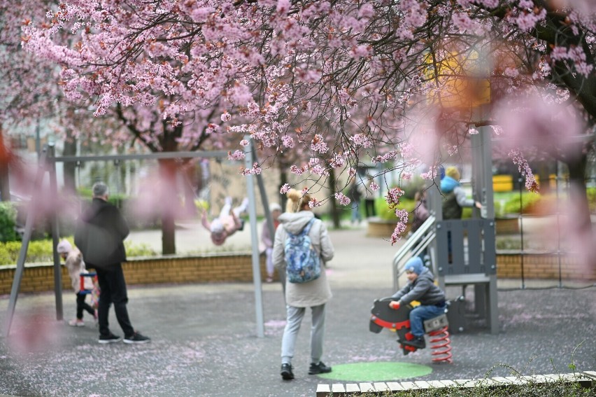 Różowe drzewa zachwycają mieszkańców Warszawy