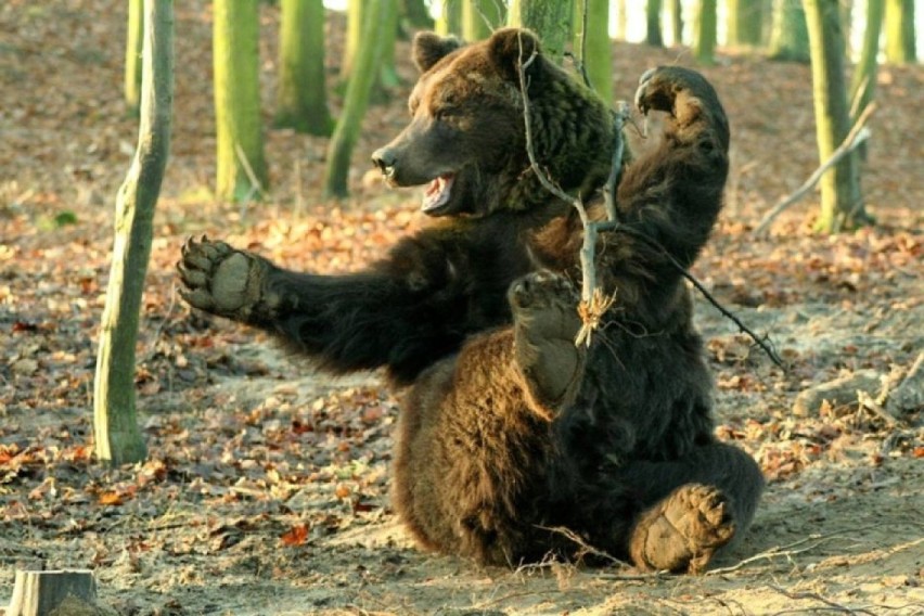 Bardzo smutna wiadomość dotarła z Zoo Poznań. Niedźwiedź...