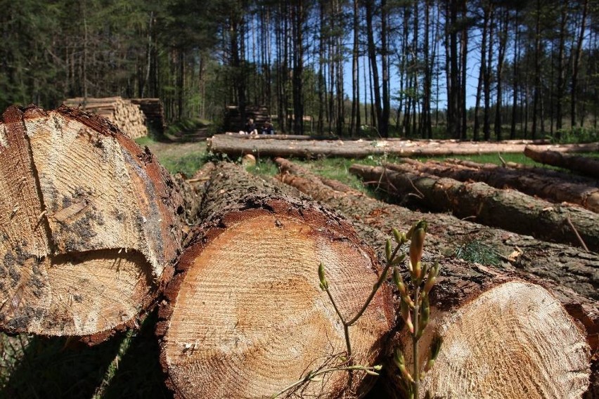 Kary za niszczenie przyrody wymierza także prezydent Sopotu...