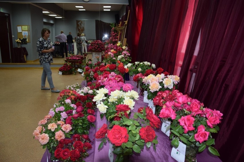 Festiwal Róż w Łasku  odwołany. W tym troku też nie będzie wydarzenia