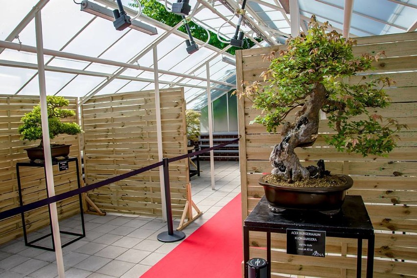 Wałbrzych: Azja w Palmiarni. Unikalna wystawa bonsai (ZDJĘCIA i FILM) 