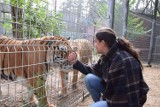 Dyrektor zoo w Poznaniu o uratowanych tygrysach: Zasikana zostałam od stóp do głów