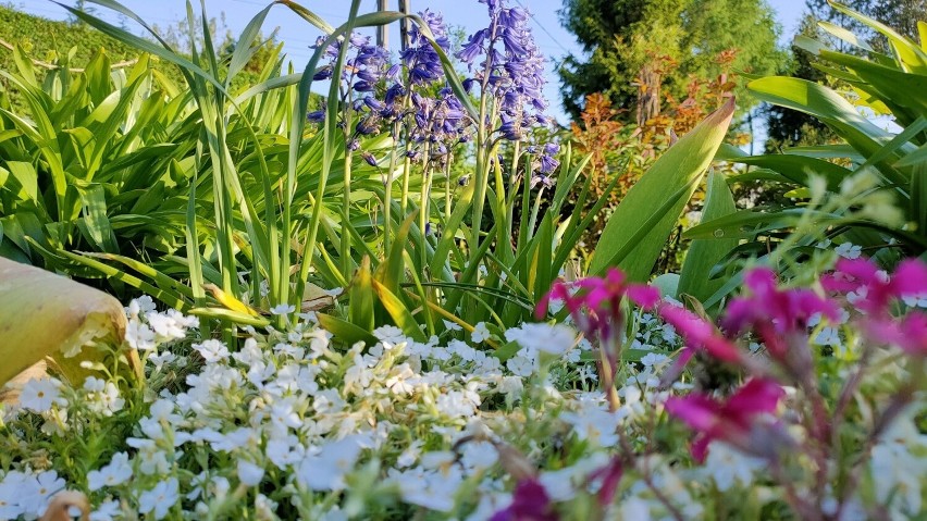 Kolorowe kwiaty są ozdobą ogródków działkowych...