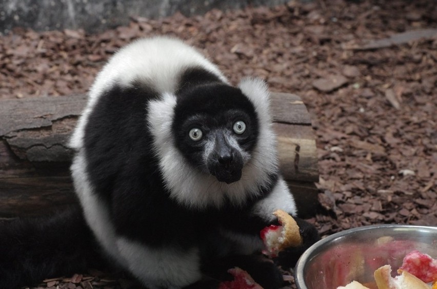 Nowi mieszkańcy w zoo: jelonek, wiewiórki i lemury wari. ZDJĘCIA