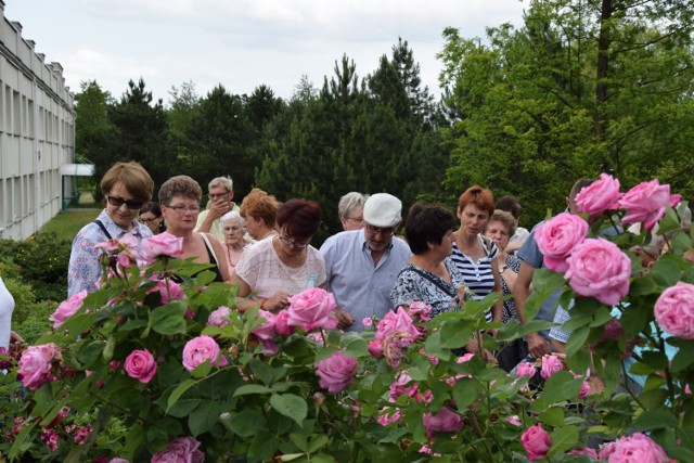 Różany ogród w Łasku nabiera realnych kształtów. Samorządowcy liczą, że będą w nim równie piękne egzemplarze, jak choćby w Powsinie
