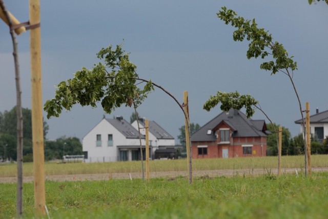 Opolanie alarmują, że posadzone niedawno z okazji 800-lecia miasta drzewa wymagają opieki.