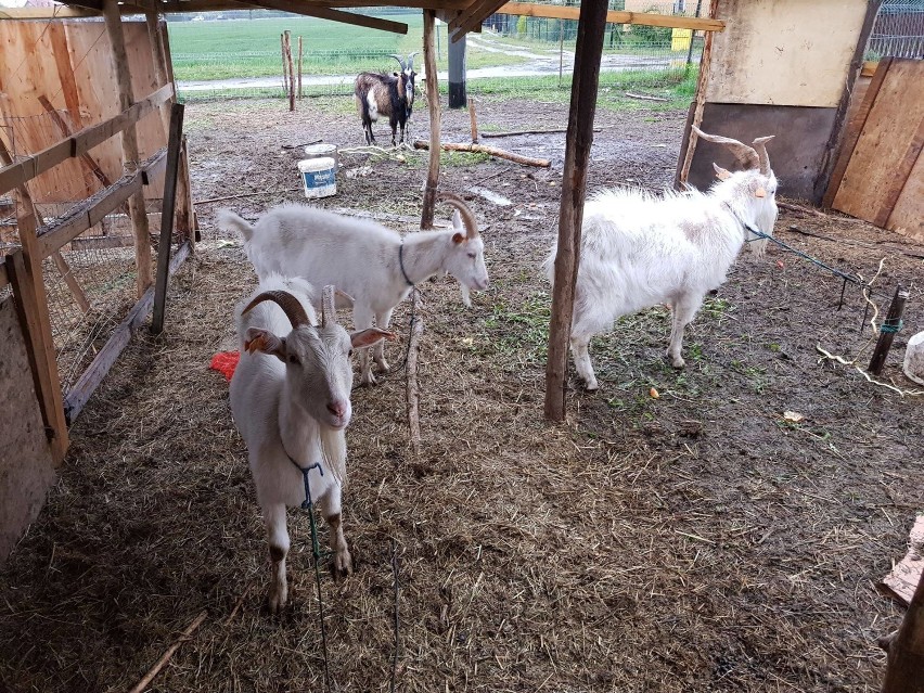 OTOZ Animals Kwidzyn szuka nowego domu dla kóz. "Stały w błocie, praktycznie bez dachu nad głową" [ZDJĘCIA]