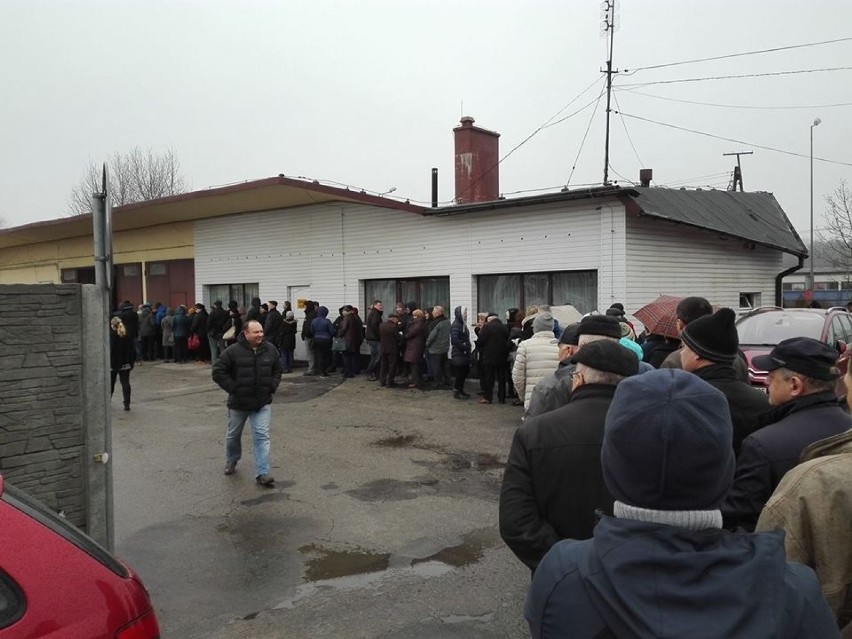 Olkusz. Ludzie czekają w kolejce po sadzonki drzew