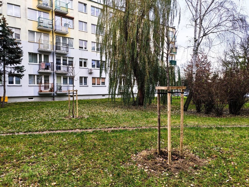 Kaliski Budżet Obywatelski. Nowe drzewa pojawiły się na...