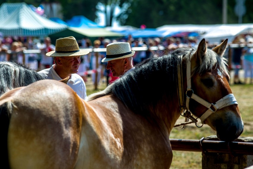 Dzień Konia 2018 na Podlasiu [zdjęcia]            