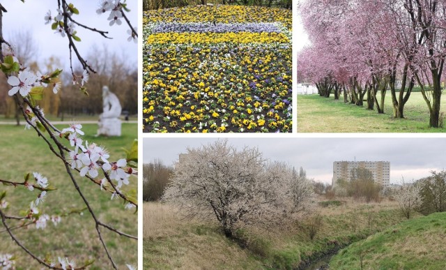 Zobaczcie, jak pięknie jest w Inowrocławiu >>>>>