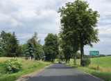 Rusza wycinka drzew na trasie Goniembice  - Osieczna. Mają zniknąć do końca roku z powodu przebudowy drogi ZDJĘCIA