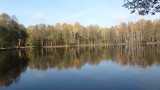 Złota polska jesień 2021. Urokliwe stawy, lasy w Myszkowie ZDJĘCIA