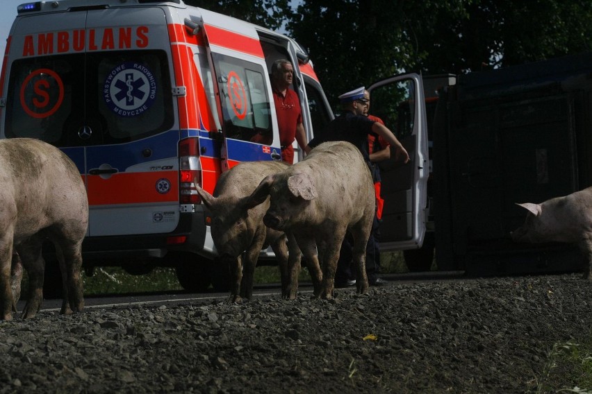 Wypadek ciężarówki ze świniami na trasie Legnica - Złotoryja (ZDJĘCIA)