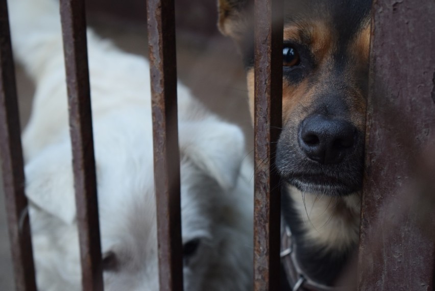 Adopcje zwierząt w czasie epidemii. Pracownicy na home office chcą mieć psiego towarzysza