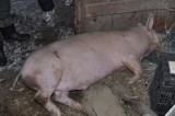 Kolonia Witulin: 26-latek dotkliwie poranił trzy świnie, bo chciał je ukraść