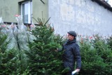 Drzewka świąteczne to tradycja. Warto jednak przyjrzeć się temu co kupujemy. 