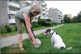 Głos Czytelniczki: Sosnowiec tonie w psich kupach. Pełno ich na trawnikach i chodnikach