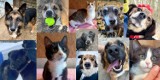 Psy i koty ze schroniska w Koninie. Te czworonogi czekają na nowy dom [FOTO]