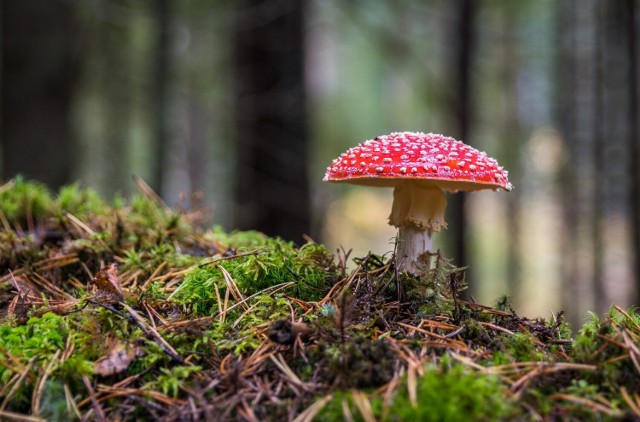 Układ pokarmowy to pierwsza linia ataku toksyn grzybowych. Bóle brzucha, biegunka, wymioty. Tych objawów nie wolno lekceważyć. Sprawdź w naszej galerii, co jeszcze powinno wzbudzić twoją czujność. Przedstawiamy najczęstsze objawy zatrucia grzybami. 

Szczegóły na kolejnych slajdach >>>