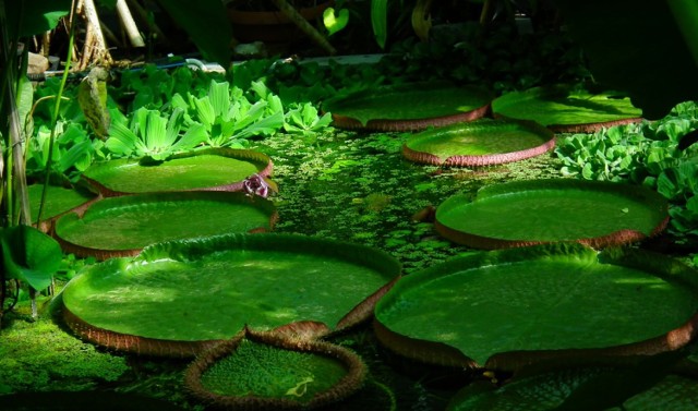 Ogród Botaniczny w Poznaniu zaprasza wszystkich ornitologów i miłośników ptaków