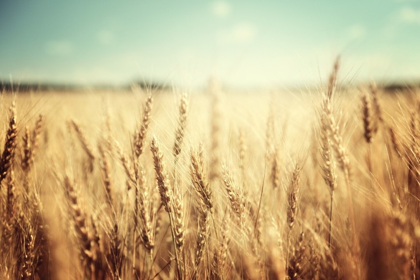 Alergicy uczuleni na trawy powinni unikać przebywania w...