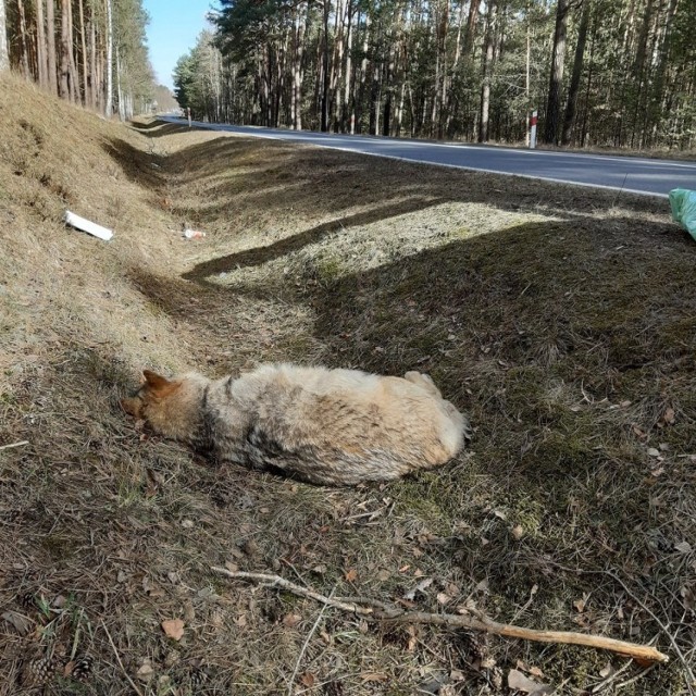 W niedzielę wieczorem policjanci z Wolsztyna otrzymali zgłoszenie o martwym wilku leżącym w rowie przy drodze DW 305 niedaleko miejscowości Błońsko. Leśnicy w porozumieniu z policją zabezpieczyli zwierzę do dalszych badań. 
Przejdź do kolejnego zdjęcia --->