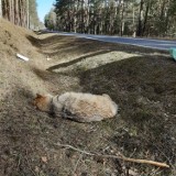 Martwy wilk znaleziony przy drodze w powiecie grodziskim. Co było przyczyną jego śmierci?
