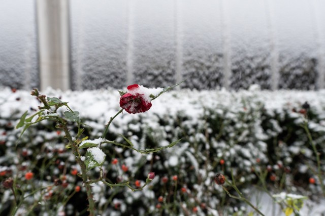 Śnieg zasypał Poznań w niedzielny poranek.

Zobacz więcej zdjęć --->>>