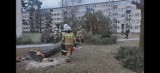 Sobotnia wichura w powiecie tomaszowskim. Strażacy interweniowali od rana [ZDJĘCIA]