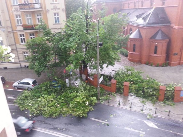 Nawałnica w Poznaniu: uszkodzone drzewa, połamane konary, przewrócone drzewa