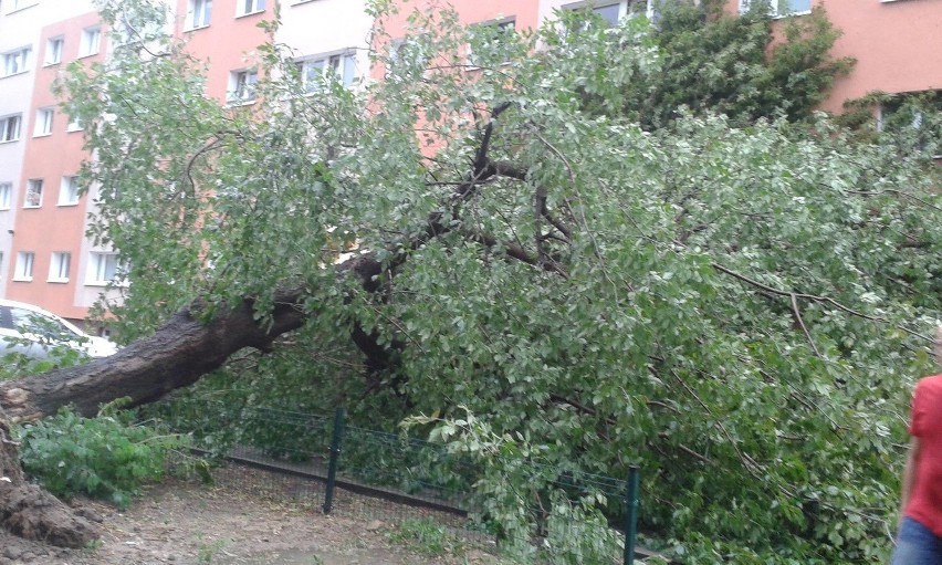 Nawałnica w Poznaniu: uszkodzone drzewa, połamane konary,...