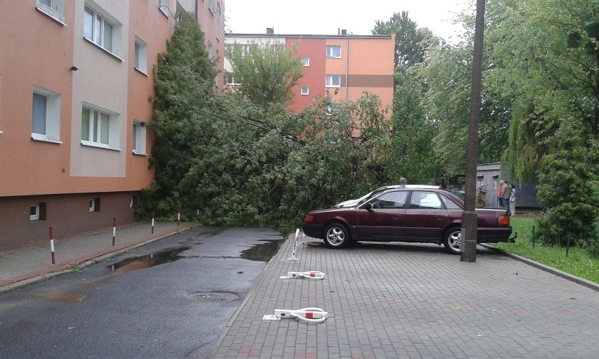 Nawałnica w Poznaniu: uszkodzone drzewa, połamane konary,...