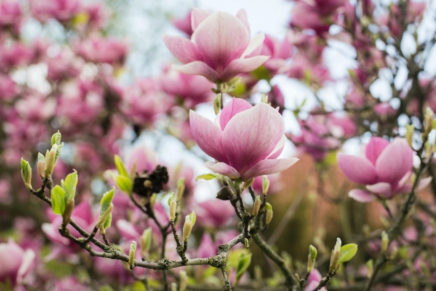 Herbatka z pąków kwiatowych i płatków magnolii, a także jej...